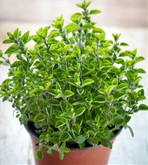Potted Oregano 4"