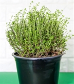 Potted Thyme 6"