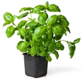 Potted Basil 6"