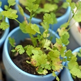 Potted Cilantro 4"