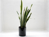 Large House Plant