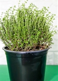 Potted Thyme 4"