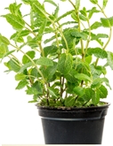 Potted Mint  4"