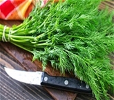 Organic Fresh Dill