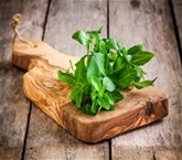 Organic Basil
