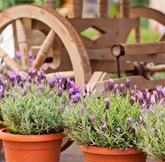 Potted Lavender 4"