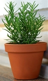 Potted Rosemary 4"