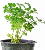 Potted Parsley  4"