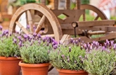 Potted Lavender 6"