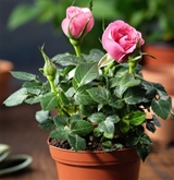 Potted Herb Mini Rose 4"