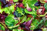 Spring Mix with Herb