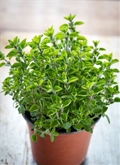 Potted Herb Small Oregano Poleo 4"