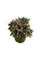 Medium House Plant 6''
