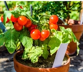 Potted Herb Small Flats Tomatoe