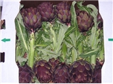Long Stem Artichokes