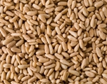 AURORA ORGANIC PINE NUTS (4OZ)