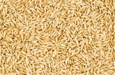 A&V Barley 28 OZ
