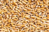 A&V Organic Farro 25 OZ