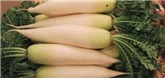 Organic Daikon Radish Bunch