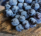 Concord Grapes