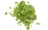 Upland Cress