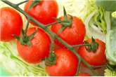 Cherita Cherry Tomatoes On The Vine
