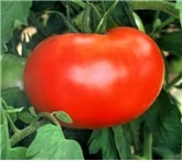 Whopper Beefsteak Tomatoes