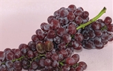 Grapes Candy Snaps
