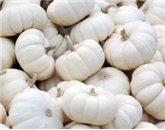 Pumpkin Mini White