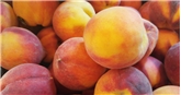 Peach Queen Or Peach Arine