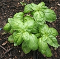 Soli Organic Basil .5oz