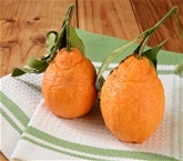 Sumo Mandarins