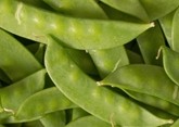 Urban Roots Snow Peas (Stringless)