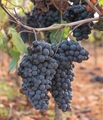 Organic Thomchord Grapes (16oz)