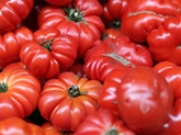 Beefsteak Tomatoes Backyard