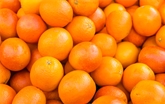 Organic Navel Oranges
