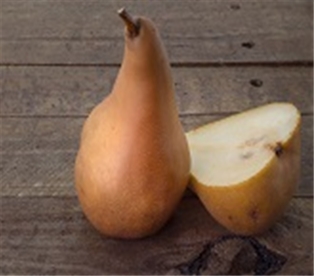 Bosc Pears Information and Facts