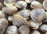 Little Neck Clams (Dozen)