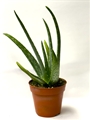 Aloe Plant