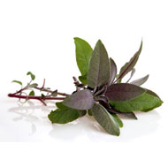 Fresh Sage