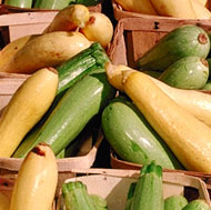 Yellow Squash & Green Zucchini 