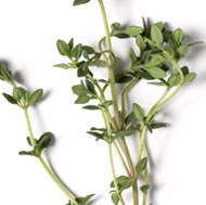 Fresh Thyme
