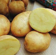 Yukon Gold Potatoes 