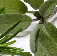 Fresh Sage