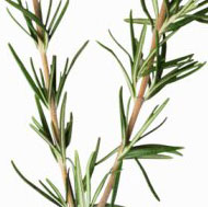 Fresh Rosemary