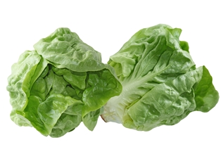 Boston Lettuce