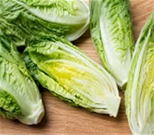 Romaine Lettuce