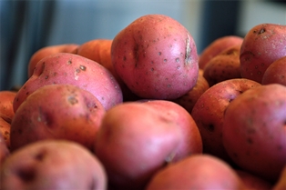 Red Creamer Potato