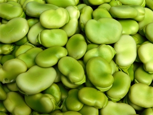 Fava Beans