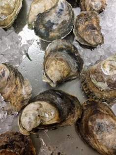 Oyster Blue Point Shucked